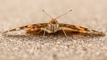 Oog in oog met een vlinder. van Erik de Rijk