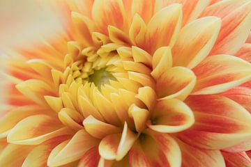 Liebe zu Dahlien's von Cindy Mulder