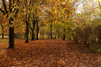 pad in het bos 