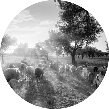 Olijfbomen met kudde schapen op Mallorca in zwart-wit. van Manfred Voss, Schwarz-weiss Fotografie