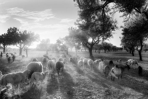 Olijfbomen met kudde schapen op Mallorca in zwart-wit.