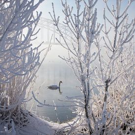 Winter Swan van Edwin van Nuil