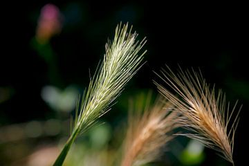 Des herbes dans la lumière du soir sur Thomas Jäger