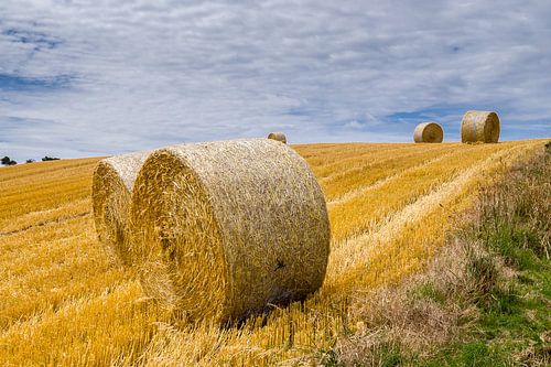 Roulements de foin dans un champ en France