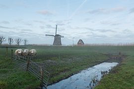 Drie schaapjes in de wei van Marijke van Eijkeren