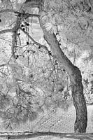 Tranquillity in capriciousness