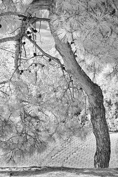 Tranquillity in capriciousness