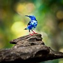 red legged honeycreeper, blauwe honingzuiger vogel van Corrine Ponsen thumbnail