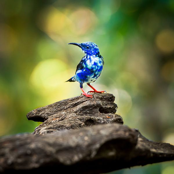 red legged honeycreeper, blauwe honingzuiger vogel van Corrine Ponsen