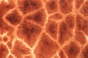 Giraffe skin close-up by Bobsphotography