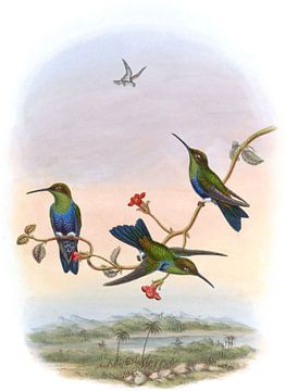 Jelski's Wood-Nymph, John Gould van Hummingbirds