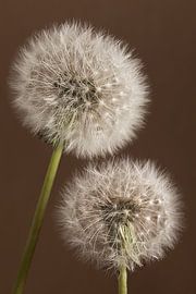 Eenvoudige landelijke sfeer: Samen blijven tot we uitgeblazen zijn van Marjolijn van den Berg