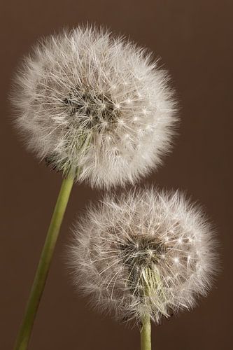 Eenvoudige landelijke sfeer: Samen blijven tot we uitgeblazen zijn
