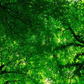 Beech Forest Canopy by Arc One
