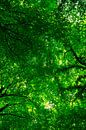 Beech Forest Canopy van Arc One thumbnail