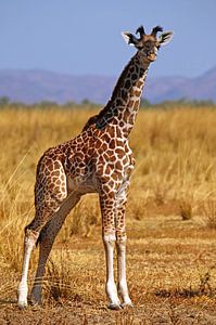 Young Giraffe - Africa wildlife van W. Woyke