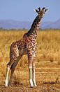 Junge Giraffe - Afrika wildlife von W. Woyke Miniaturansicht