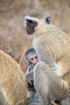 vervet aap, Kenia van Jan Fritz