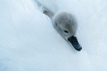Swans young by Glenn Vlekke