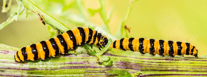 St.Jacobsvlinder (Tyria jacobaeae) par Rob Smit