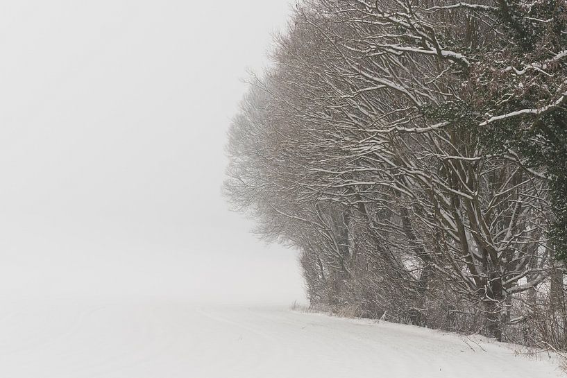bomenrij in de winter van Francois Debets