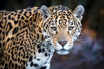Jaguar van Edwin Butter