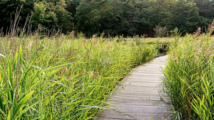 Die Sandbank Crailo von Peter Veerman