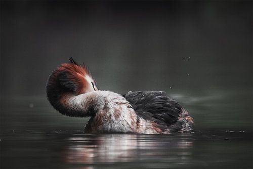 Haubentaucher von Maurice Cobben