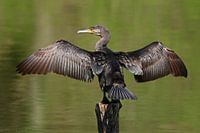 The Cormorant