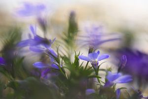 Lobelia