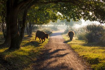 Schottische Highlander im Moor