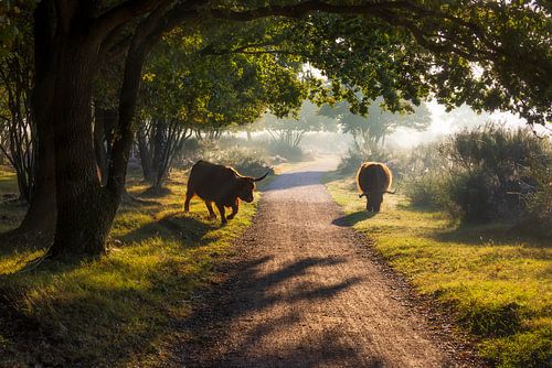 Schotse Hooglanders op de hei