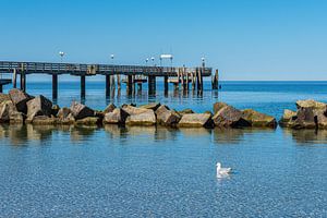Möwe und Seebrücke an der Ostseeküste in Wustrow auf dem Fisc