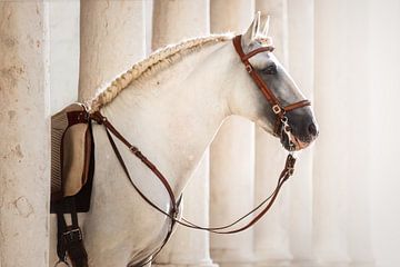 Etalon lusitanien avec bride traditionnelle | portrait de cheval | photographie de cheval sur Laura Dijkslag