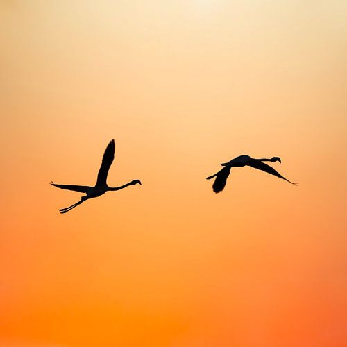 Vlucht in de Schemering Silhouet van Flamingo's tegen een Vurig Oranje Vierkant