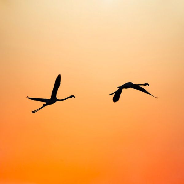 Vol au crépuscule Silhouette de flamants roses sur un carré orange flamboyant par Femke Ketelaar