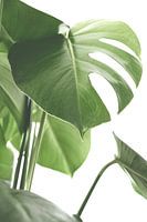 monstera leaf