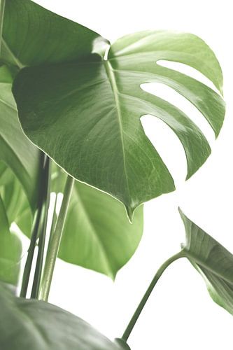monstera blad