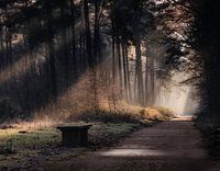 Het bos en haar geheimen