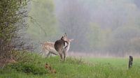 Deer in the eve. Drenthe, Netherlands.