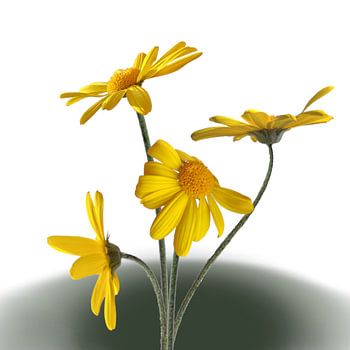 South African Daisy looks around