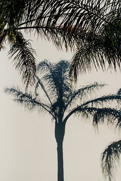 Palm van FOTO KM