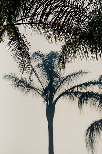 Palme