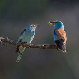 Rouleau, Coracias garrulus.