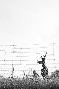 Black and white photo of deer in Kluisbergen, Flemish Ardennes, Belgium by Jochem Oomen