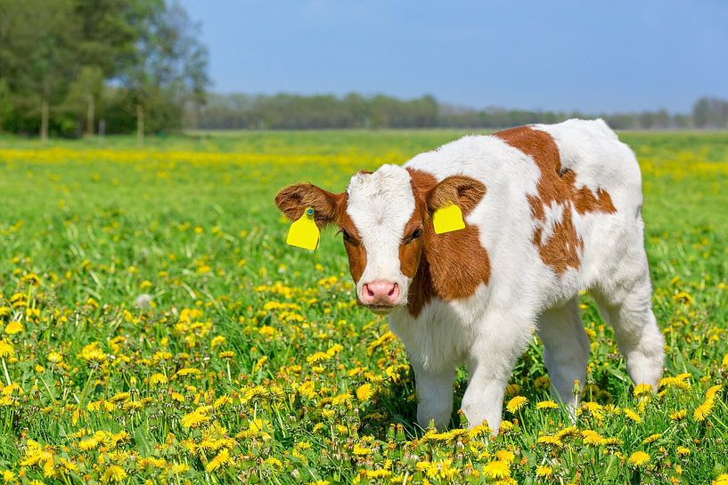 One red Holstein calf standing in european meadow with flowering yellow dandelions by Ben Schonewille