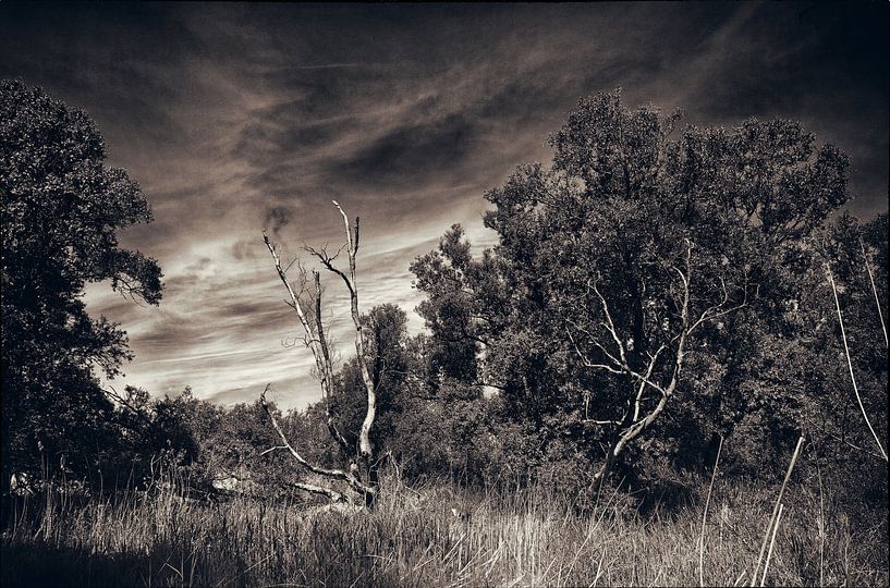 dead tree by Jan Brand