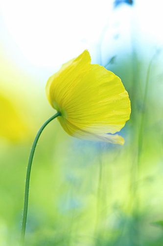 Papaver, geel (dromerig)