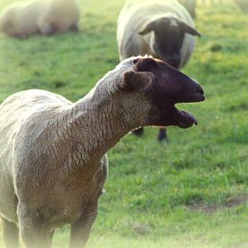 Weiland met schapen van Vera Laake