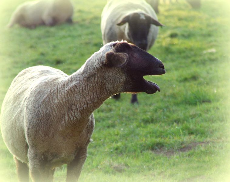 Weideland mit Schafe von Vera Laake